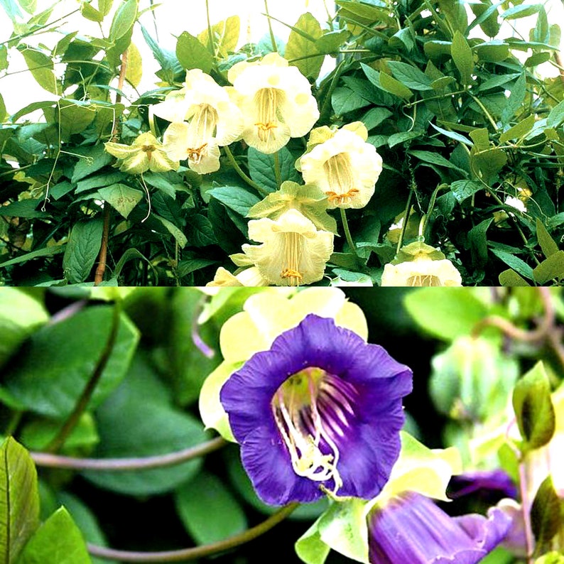 15 seeds CUP AND SAUCER vine white or blue Cobaea scandens Annual climber flower image 1