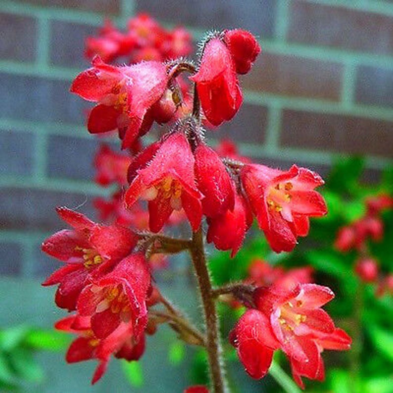 RED CORAL BELLS Heuchera Sanguinea 2700 seeds Perennial flower Cut Flower Rockery Garden image 4