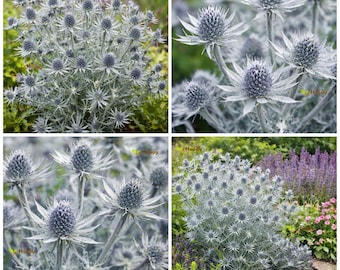 Eryngium Planum – srebrzysty ostrokrzew – 100 nasion