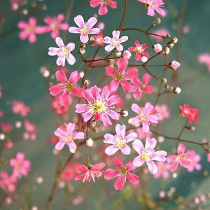 BABY'S BREATH Mixed –  2000 seeds -  Gypsophila elegans - Annual Flower