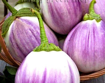 Vegetable - Aubergine Egg Plant - ROTONDA BIANCA SFUMATA Di Rosa - 350 seeds