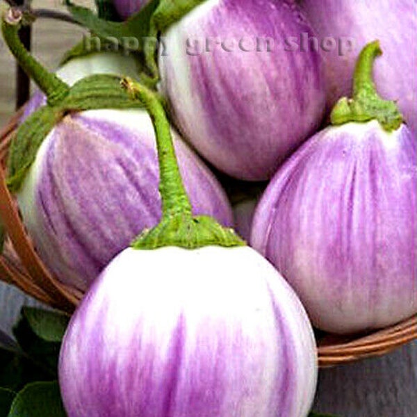 Vegetable - Aubergine Egg Plant - ROTONDA BIANCA SFUMATA Di Rosa - 350 seeds