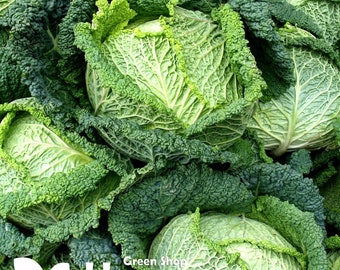 May include: A pile of fresh Savoy cabbages, with their distinctive crinkled leaves in varying shades of green. The image emphasizes the natural textures and forms of the vegetables, with a close-up view revealing the intricate patterns. The Green Shop Happy logo is visible in the bottom left.