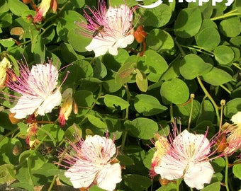 30 kappertjesstruikzaden | Capparis spinosa | Zeldzaam meerjarig Mediterraans kruid
