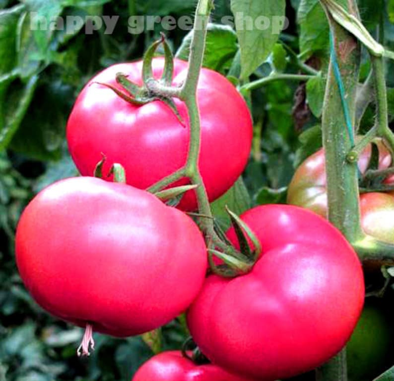 TOMATO- Adonis 150 Seeds - Pink Raspberry Tomato - Indeterminate - Etsy ...