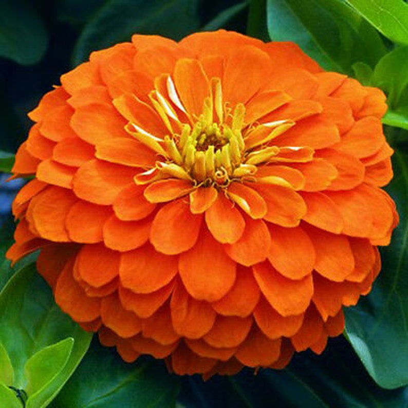 ZINNIA DAHLIA ORANGE 260 Seeds Giant Zinnia Elegans Etsy UK