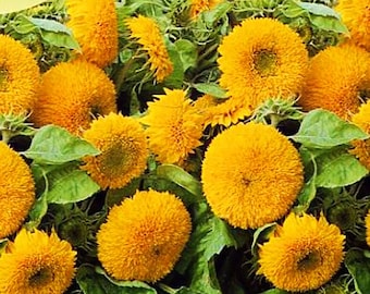 Teddy bear sunflower - Dwarf sunflower - 40  seeds - Easy to grow annual plant - for pots and cutting