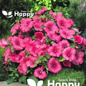 Può includere: Primo piano di un gruppo di fiori rosa con foglie verdi. I fiori hanno un aspetto delicato e arricciato e sono disposti in un bouquet denso e rigoglioso. L'immagine include il testo "Green Shop Happy" in lettere bianche su sfondo verde.