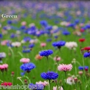 CORNFLOWER Frosty Mix BATCHELOR'S BUTTON 1200 seeds Centaurea cyanus Double Ball image 3