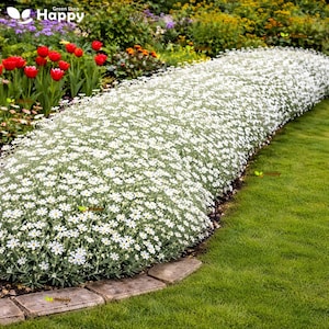 1300 Snow-in-Summer Seeds | Cerastium tomentosum | Silver Ground Cover Perennial Flower