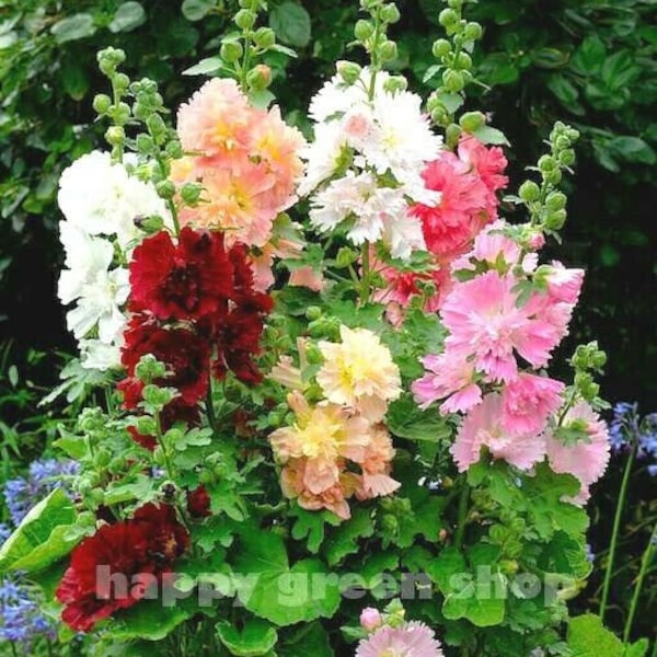 Rose trémière naine - MAJORETTE DOUBLE MIX 200 graines - Althaea rosea - Vivace