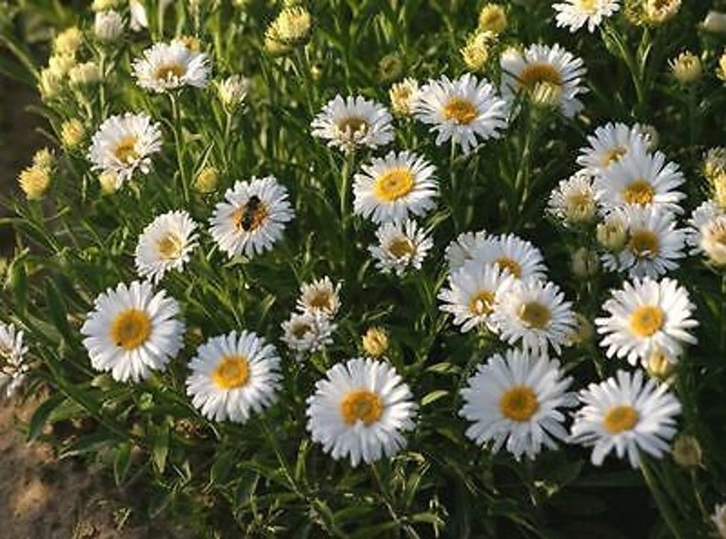 ALPINE ASTER Mixed COLOURS 150 seeds Aster Alpinus Rockery Flower image 7