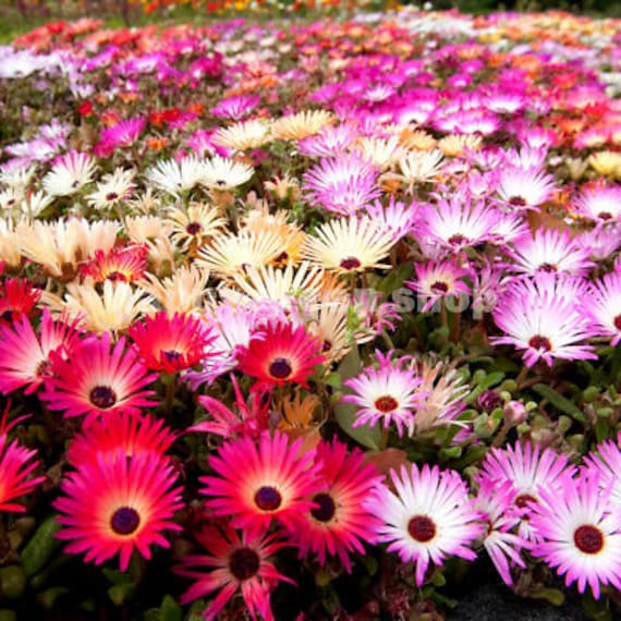 1700 Seeds Mesembryanthemum Daisy Ice Plant Etsy