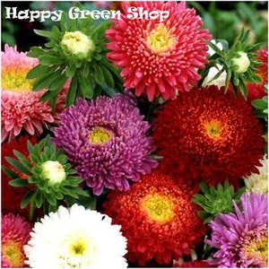 China Asterpoederdons - 450 zaden - Callistephus Chinensis - Snijbloem