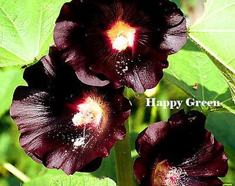 HOLLYHOCK BLACK - Althaea rosea nigra - 100 seeds - FLOWER