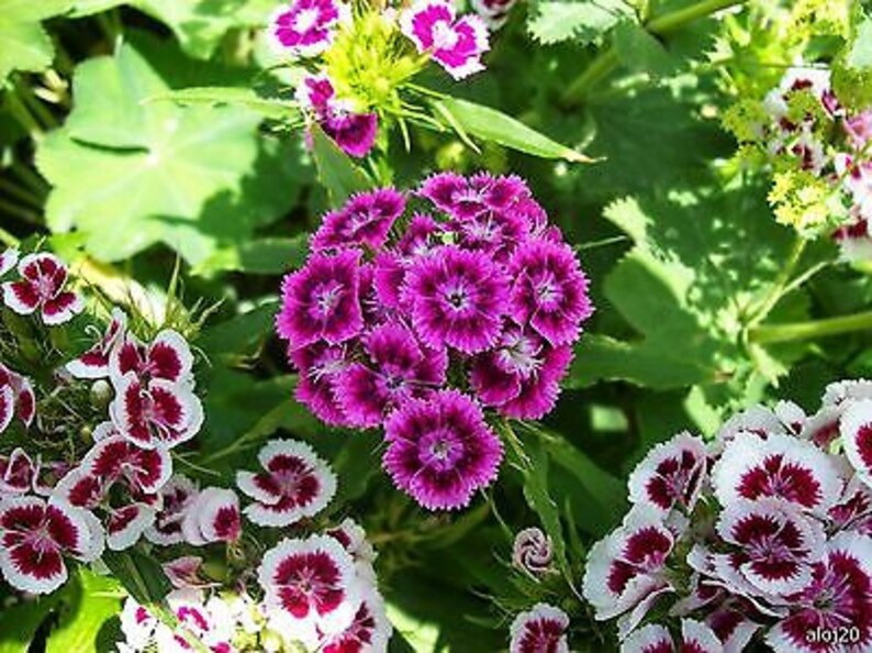 SWEET WILLIAM MIX 1000 seeds Dianthus barbatus Flower image 3