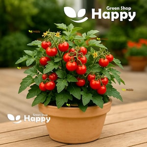 May include: A potted tomato plant with bright red cherry tomatoes and green leaves. The plant is in a brown terracotta pot. The text "Green Shop Happy" is visible in the image.