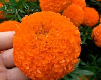 May include: A close-up of a bright orange marigold flower. The flower has many petals and is in full bloom. The flower is held in a hand.