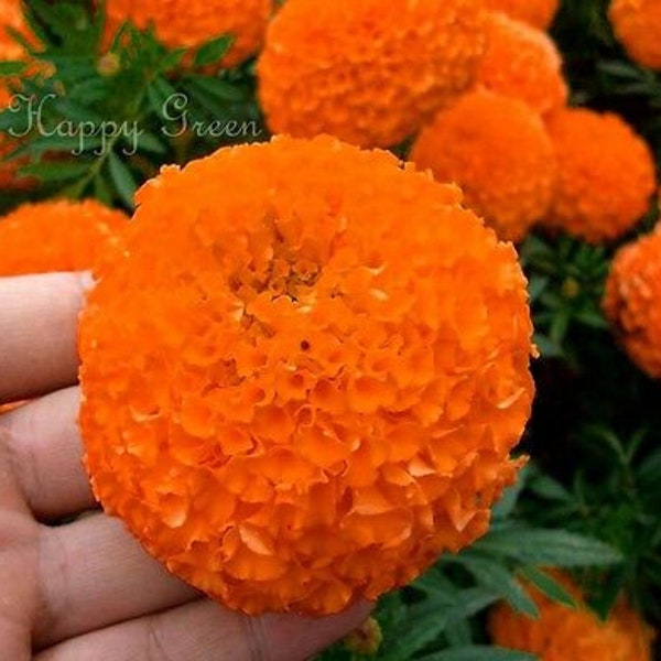 AFRICAN MARIGOLD SIERRA - 300 seeds - Tagates erecta double - Large orange flower