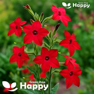 May include: A cluster of vibrant red flowers with five pointed petals and dark centres, growing on green stems with small buds. The text Green Shop Happy is visible in the upper right and lower left corners of the image against a blurred background.