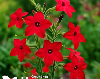 Puede incluir: Un grupo de flores de color rojo vibrante con cinco pétalos puntiagudos y centros oscuros, que crecen en tallos verdes con pequeños brotes. El texto Green Shop Happy es visible en las esquinas superior derecha e inferior izquierda.