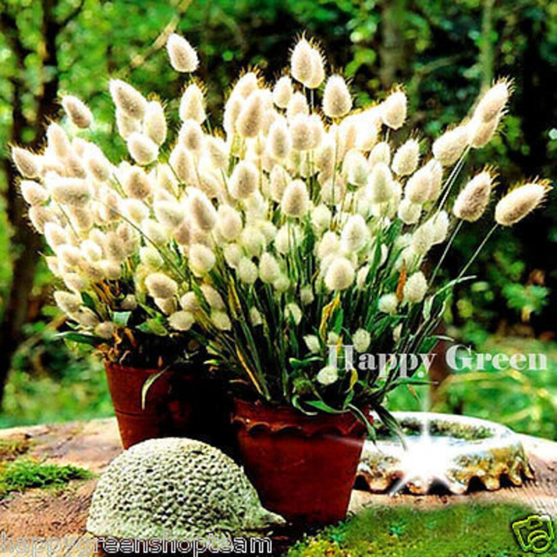 Ornamental Grass BUNNY S TAILS 600 SEEDS Lagurus Ovatus Etsy UK