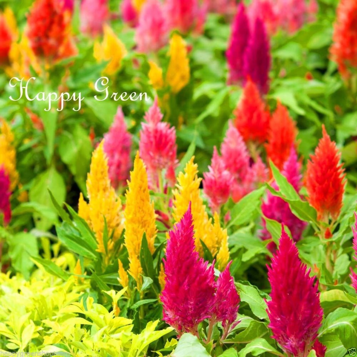 PLUMED TALL Mix 900 Seeds Celosia Argentea Etsy UK