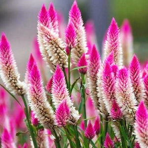 May include: A close-up of a cluster of pink and white celosia flowers. The flowers are feathery and have a delicate texture.