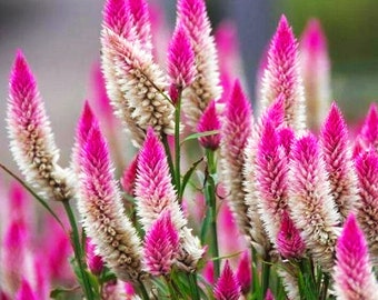 Wheat Celosia Purple Flamingo Feather - 250 seeds - Celosia spicata - Flower