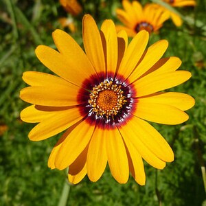 Solar Fire Daisy Ursinia Anthemoides 140 seeds Annual Flower image 4