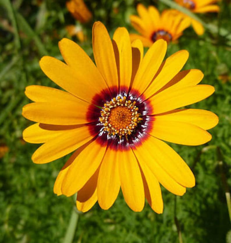 Solar Fire Daisy Ursinia Anthemoides 140 seeds Annual Flower image 4