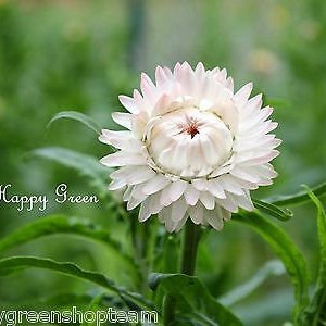 STRAWFLOWER WHITE Helichrysum bracteatum 900 seeds Everlasting Flower image 3