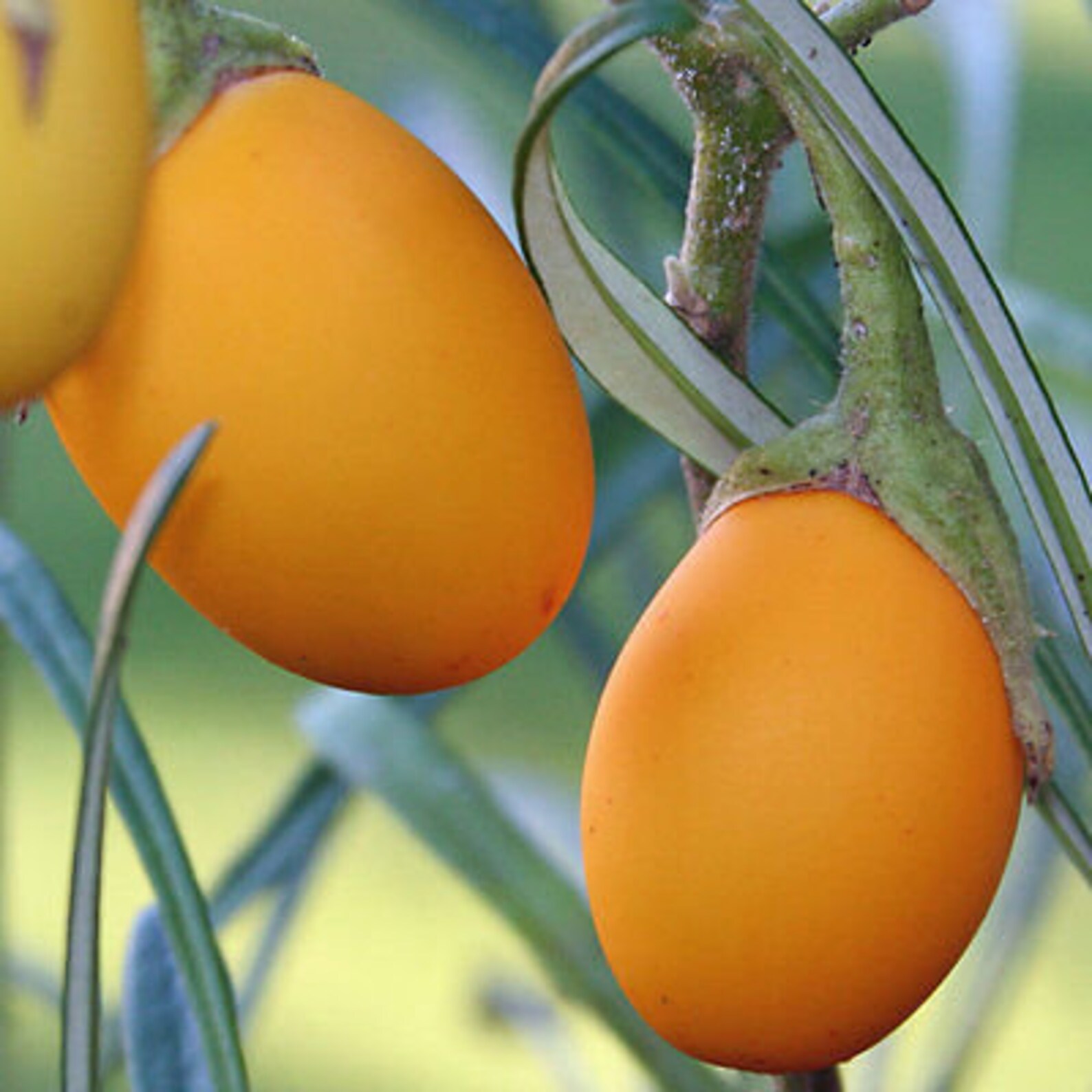 Vegettable AUBERGINE GOLDEN EGGS 20 Seeds White to Etsy