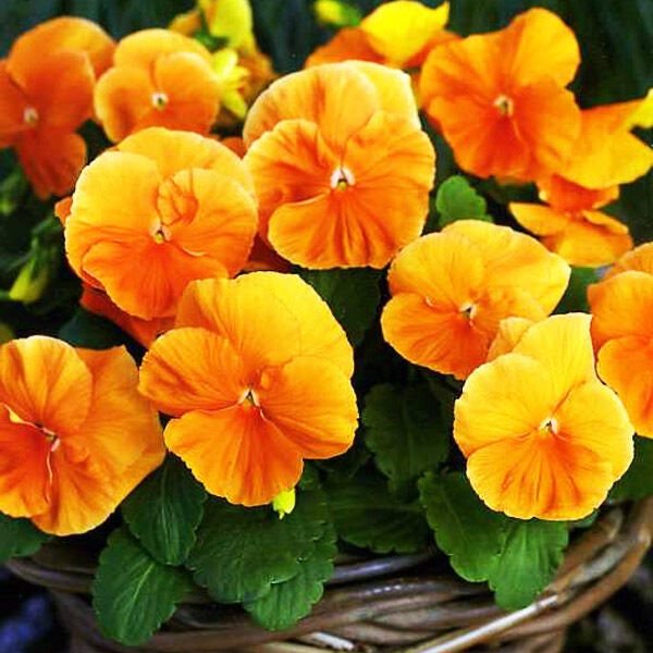 Pansy swiss giant - orange without blotch - 300 seeds - biennial long flowering plant - viola wittrockiana