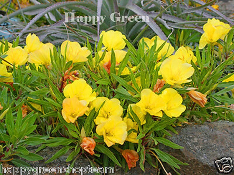 DWARF EVENING PRIMROSE Yellow 50 seeds Rockery Oenothera missouriensis image 5