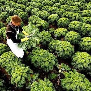 VEGETABLE KALE Borecole Dwarf Green Curled 1000 SEEDS Winter hardy image 6