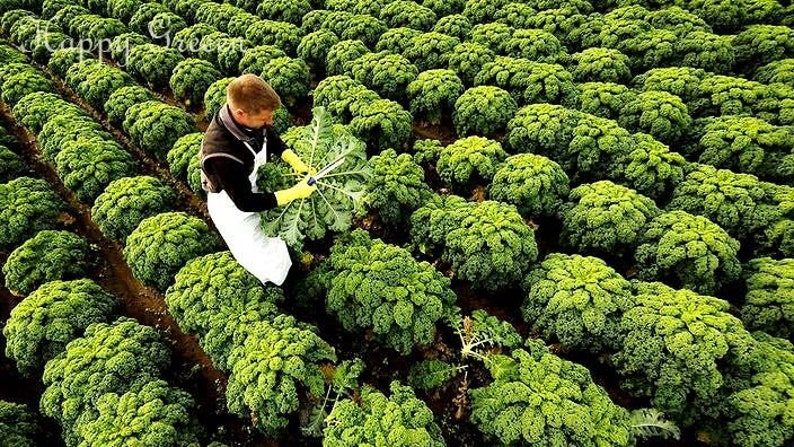 VEGETABLE KALE Borecole Dwarf Green Curled 1000 SEEDS Winter hardy image 6