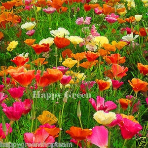 CALIFORNIA POPPY MIX - 2100 semillas - Eschscholzia californica - flor de pradera anual