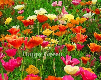 CALIFORNIA POPPY MIX - 2100 seeds - Eschscholzia californica - annual meadow flower