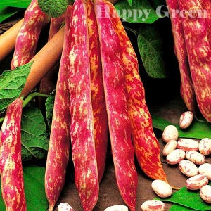 Peut inclure: Gros plan sur des haricots tachetés de rouge et de blanc. Les haricots sont longs et fins, avec une forme légèrement incurvée. Les haricots sont disposés en grappe, certains se chevauchant.