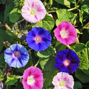 MORNING GLORY 160 seeds Ipomoea tricolor mixed colours image 7