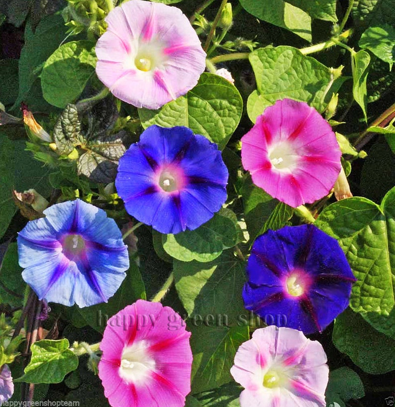 MORNING GLORY 160 seeds Ipomoea tricolor mixed colours image 7