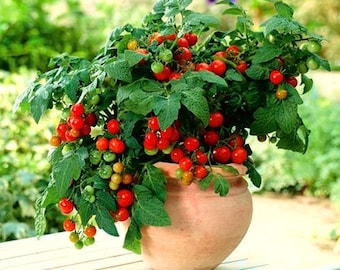 Vegetable Tomato Maskotka - 30 seeds - TRAILING BALCONY TOMATO