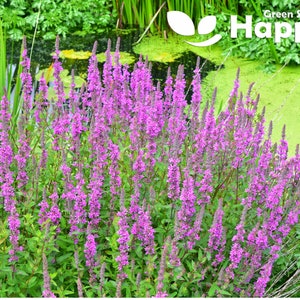 GLOSESTRIFE ROSY GEM - 17 000 Samen - Lythrum salicaria - mehrjährige Blume