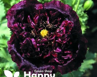 Poppy Black Peony- 1000 Seeds - Papaver Paeoniflorum - Huge double flower