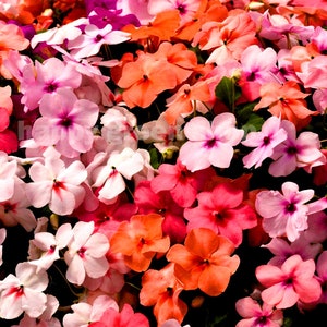 250 seeds BUSY LIZZIE MIX Impatiens Waleriana annual beddig pot flowers image 5