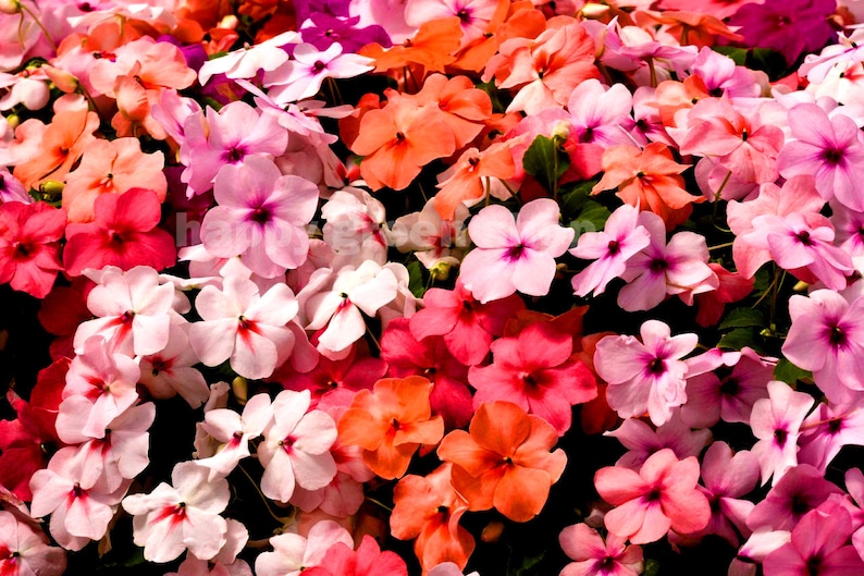 250 seeds BUSY LIZZIE MIX Impatiens Waleriana annual beddig pot flowers image 5