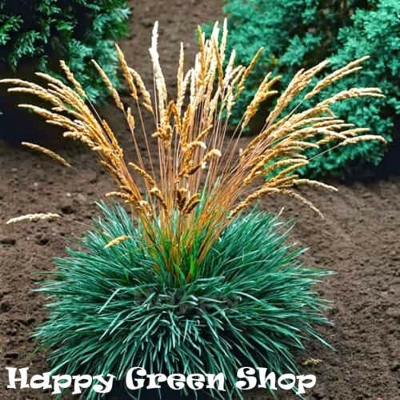 Blue Hair Grass 300 seeds Koeleria glauca Perennial grass image 1