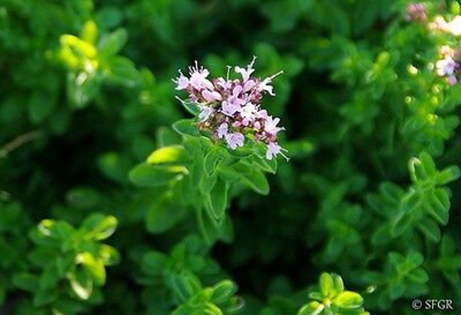 Origanum vulgare Wild
