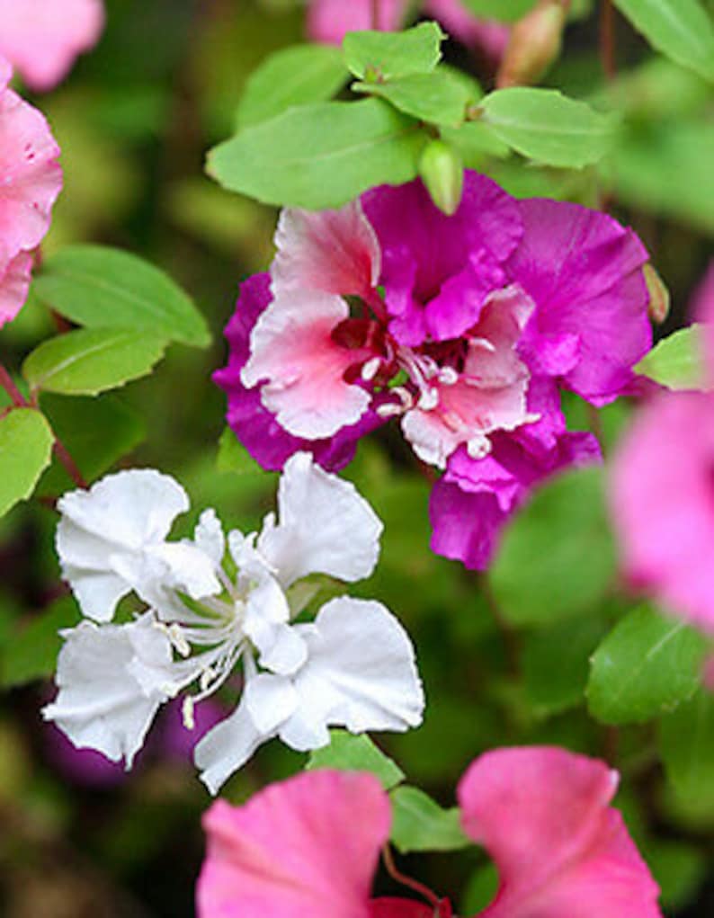 CLARKIA ARIANNE MIXED 1000 seeds Clarkia pulchella Large Double Flower image 4